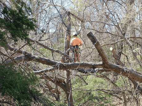 Our, head arborist, Gabe Waterhouse, is climbing through the fallen tree planning on the best and safest way to remove the tree