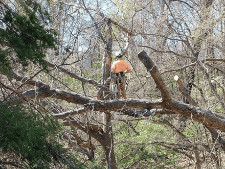 Our, head arborist, Gabe Waterhouse, is climbing through the fallen tree planning on the best and safest way to remove the tree