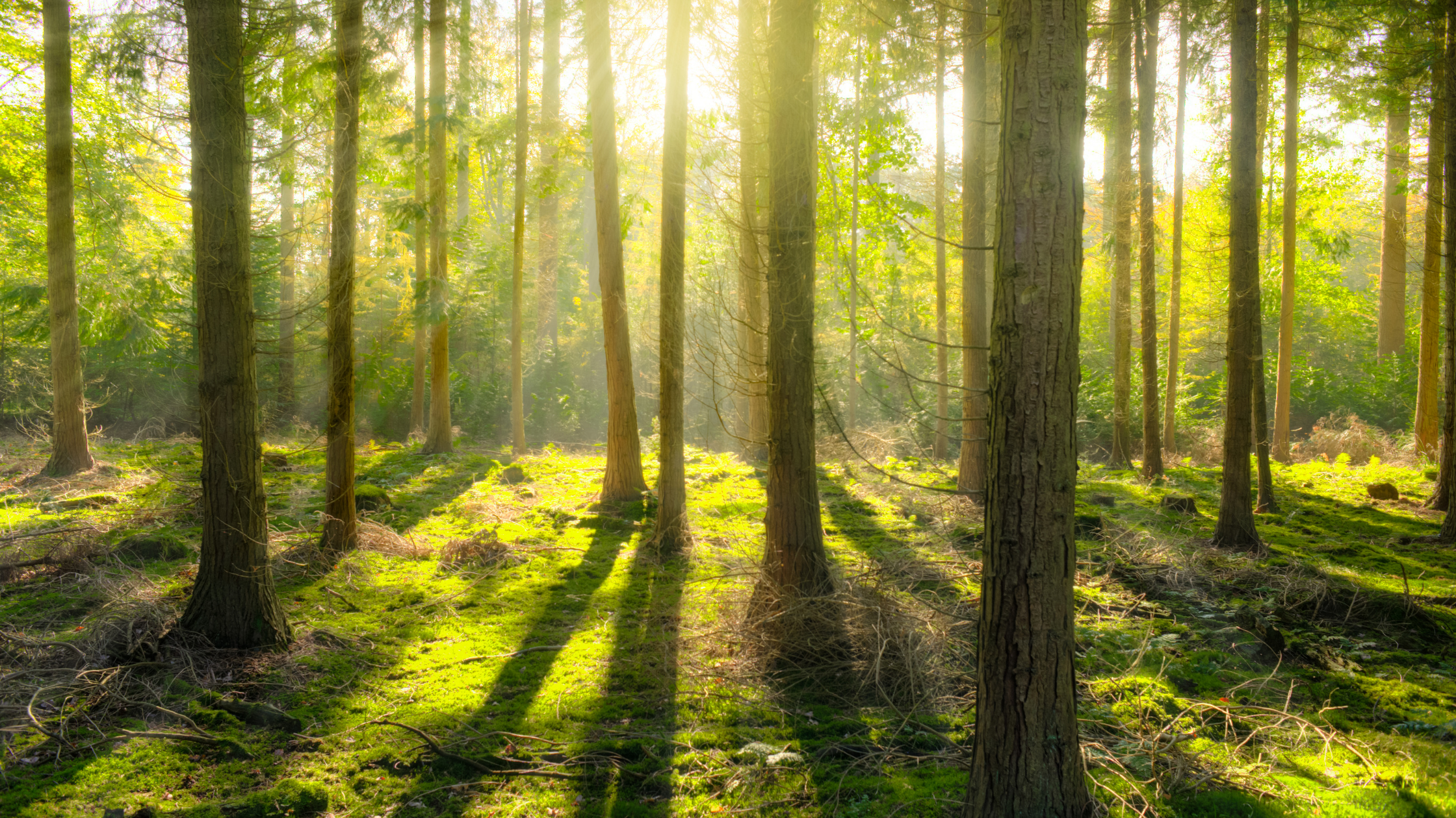 10 Benefits of Trees Everyone Should Know