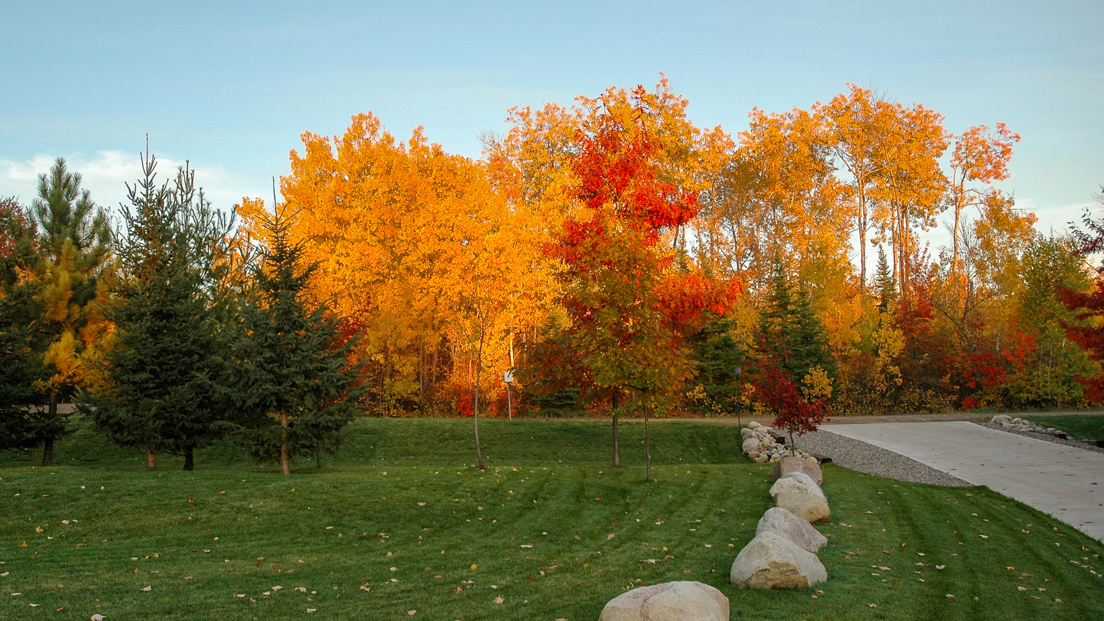 Five Popular Trees Options for St. Louis Yards