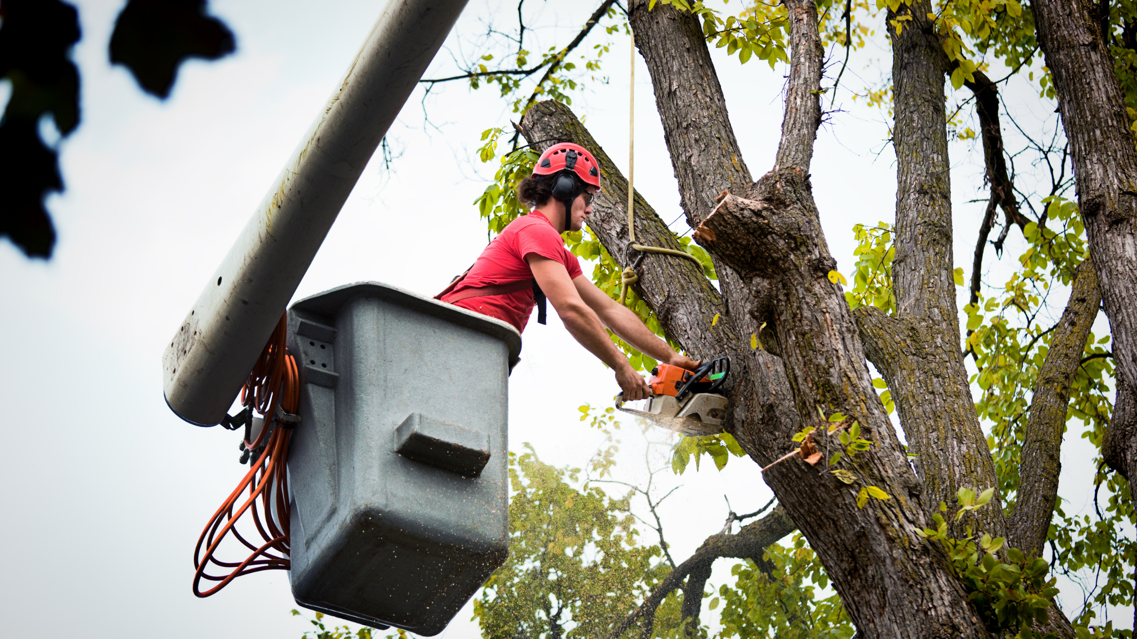 Choosing the Best Tree Company for the Job