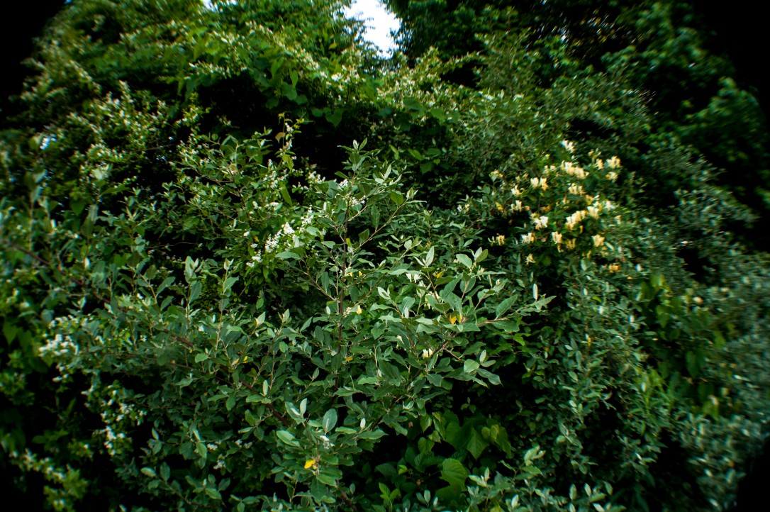 A photo containing a thick wall of green leaves, including bush honeysuckle in bloom