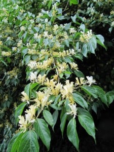 Don’t Plant it: Bush Honeysuckle