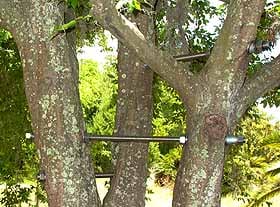 Cabling and bracing can help a damaged or misshaped tree grow stronger and resist storm damage.